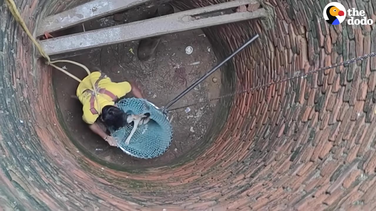 An overhead view looking down into a brick well where a rescuer in a yellow shirt and safety harness is carefully positioning a small dog inside a blue mesh net.