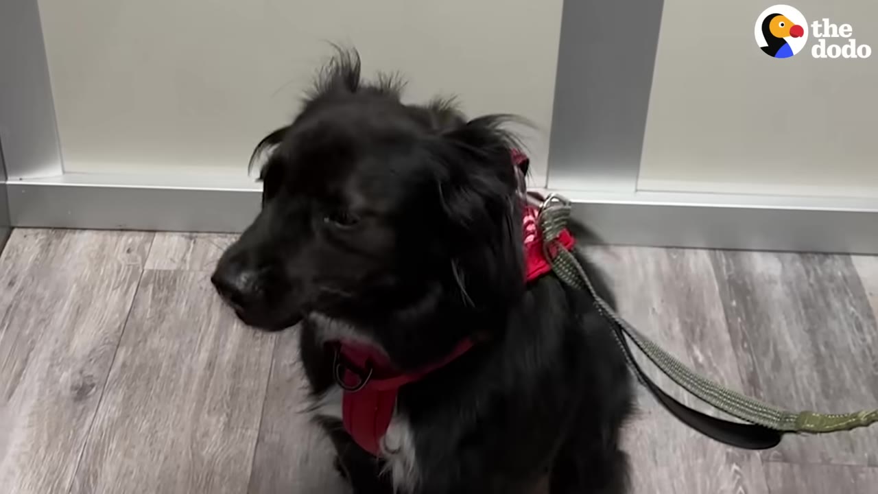 A fluffy black dog with a white chest patch wearing a red harness sits on a wooden floor.