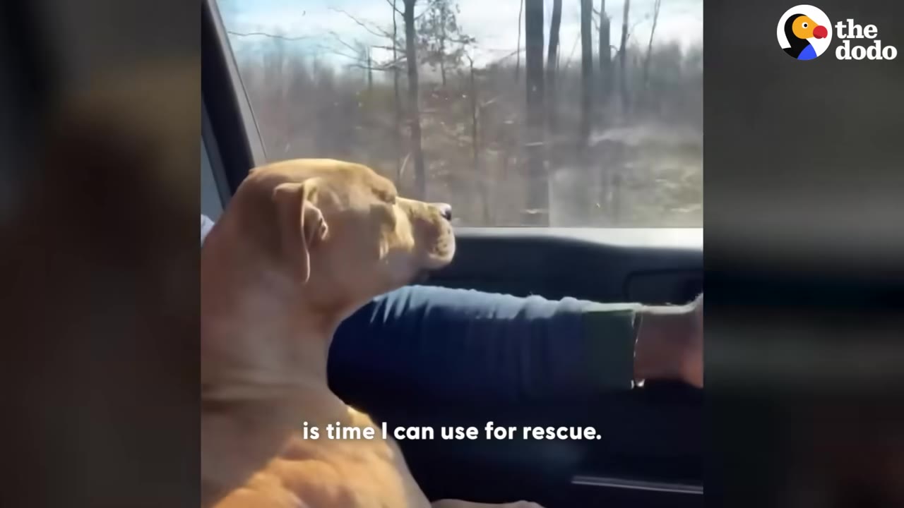 A tan dog sits in the passenger seat of a car, looking out the window at the passing trees.