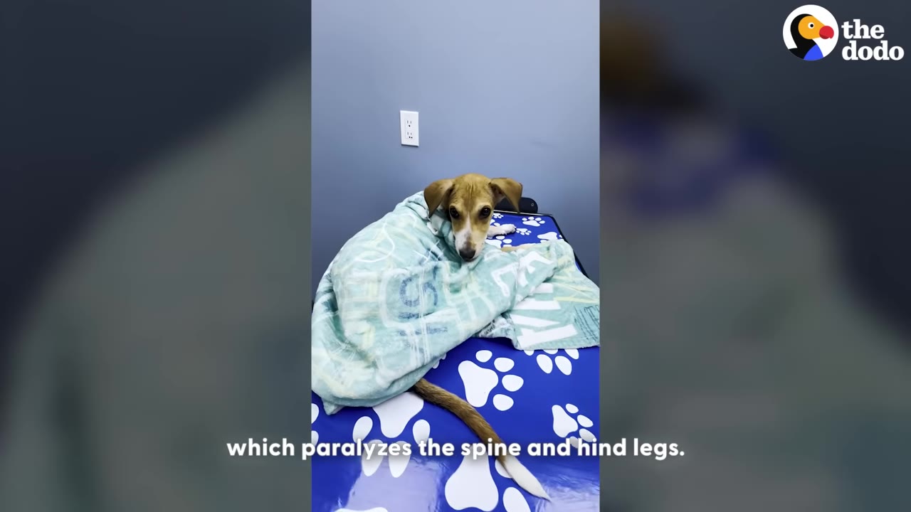 A small brown and white dog wrapped in a light blue blanket sits on a blue veterinary examination table decorated with white paw prints.