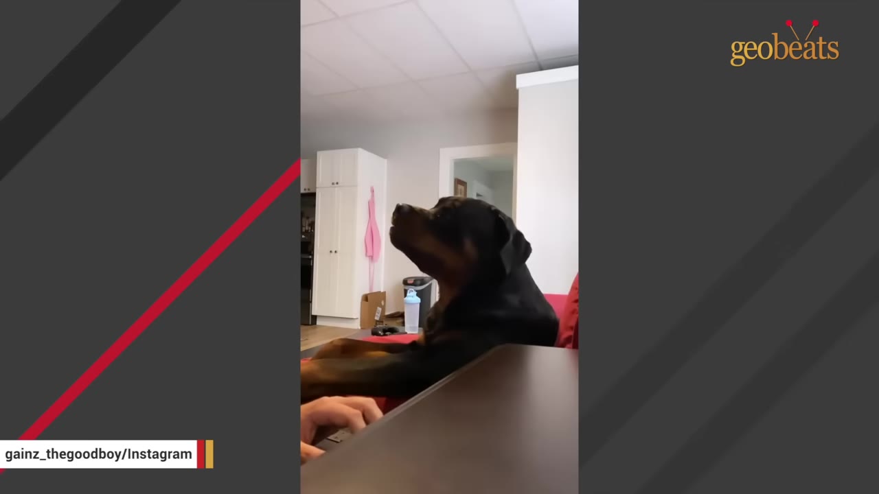A black and tan Rottweiler sits attentively on a red couch next to a desk, looking up with an alert expression.
