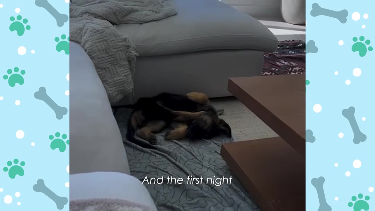 A German Shepherd puppy sleeps curled up on a grey blanket on the floor next to a white sofa.
