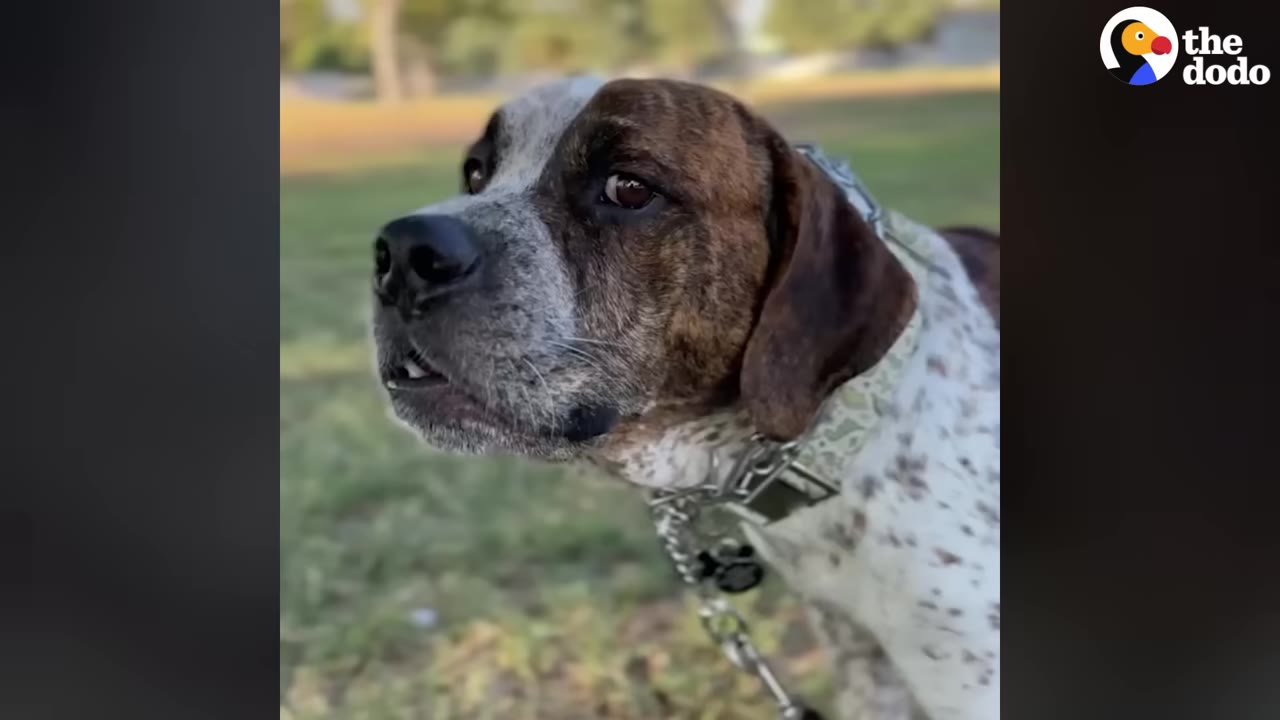 A close-up shot of a brindle and white dog with a collar, looking off-camera in an outdoor grassy area.