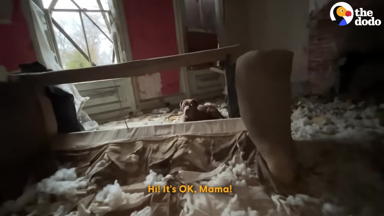 A brown dog sits amidst torn mattress stuffing in a dilapidated room with peeling red paint and a broken window.