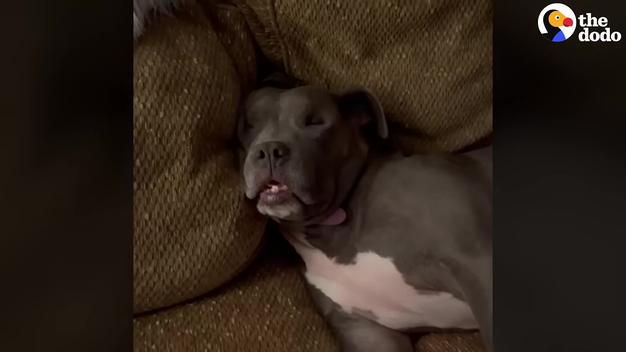 A grey and white pit bull dog sleeping peacefully on a brown textured couch.