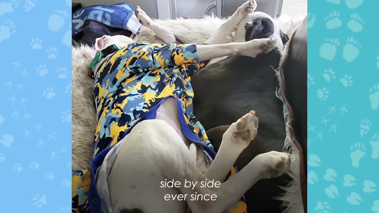 Two dogs lying side by side on a fluffy bed, with one dog wearing a colorful blue, yellow, and black camouflage shirt.