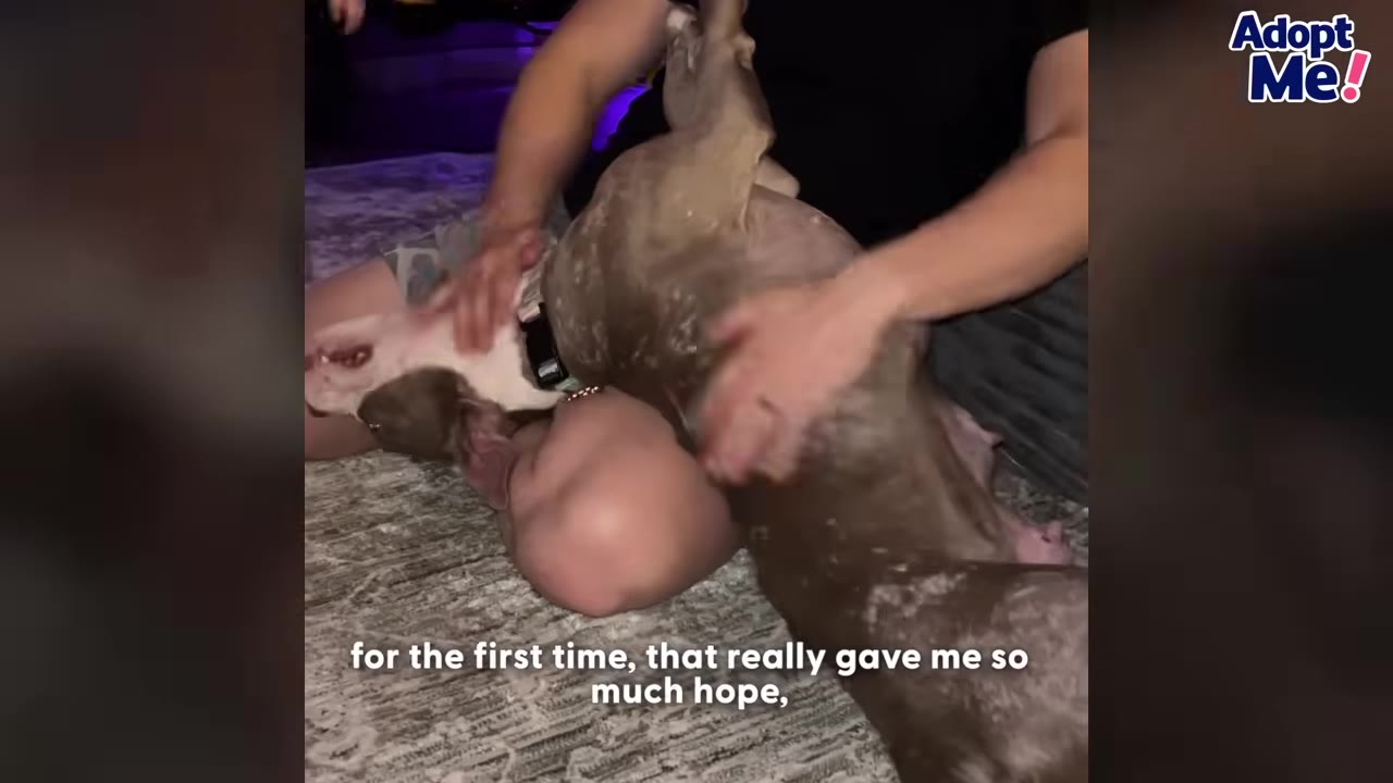 A brown and white dog rolling on its back on a rug while being lovingly petted by its owner.