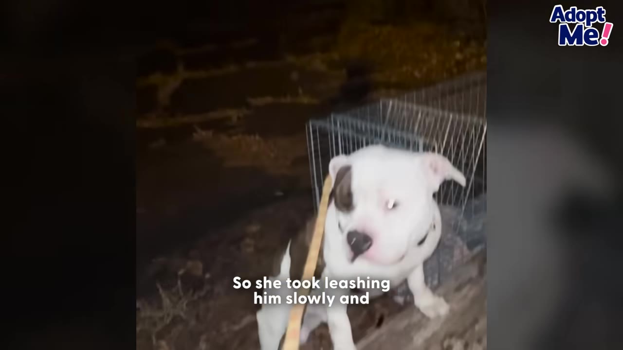 A white and brown dog with a dark patch over one eye is being leashed with a yellow strap as he steps out of a wire cage at night.
