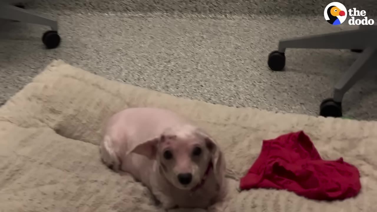 A small, light-colored dog with a pink collar lies on a fluffy beige dog bed next to a red piece of clothing, looking up at the camera in an office setting with chair wheels visible in the background.