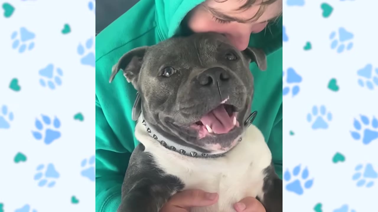 A grey and white dog with a spiked collar smiles happily while being held and kissed on the head by a person wearing a green hoodie.
