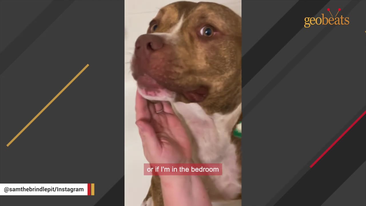 A close-up of a brown and white pit bull looking wide-eyed and alert as a hand gently cradles his chin.