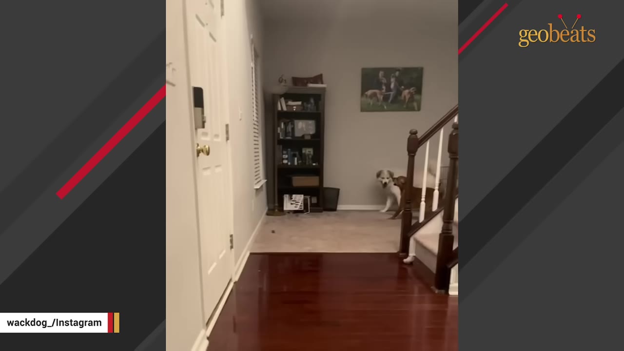 An interior view of a home's entryway and living area, where two dogs are standing near a staircase.