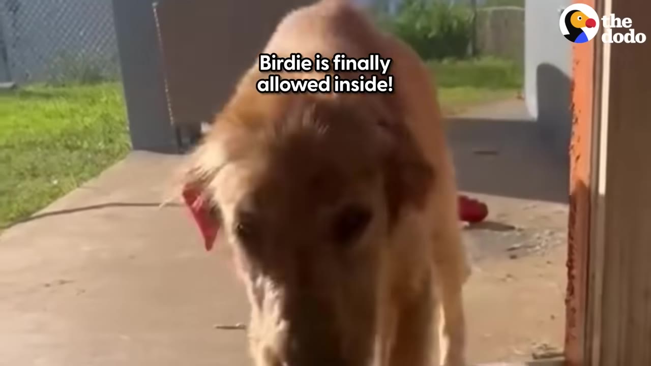 A golden dog walks through an open doorway from a sunny outdoor patio into a house, with text overlay reading 'Birdie is finally allowed inside!'.