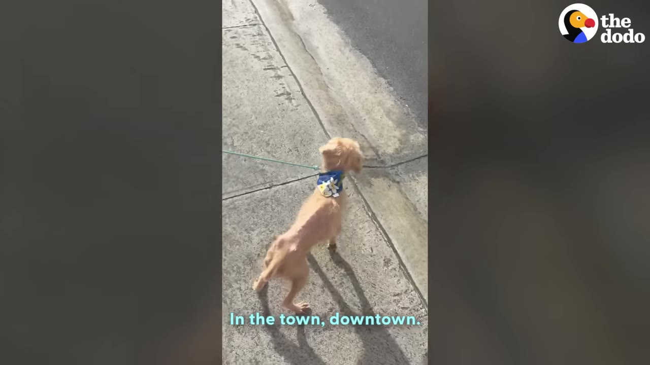 A small, light-brown dog wearing a blue bandana walks on a concrete sidewalk on a leash.