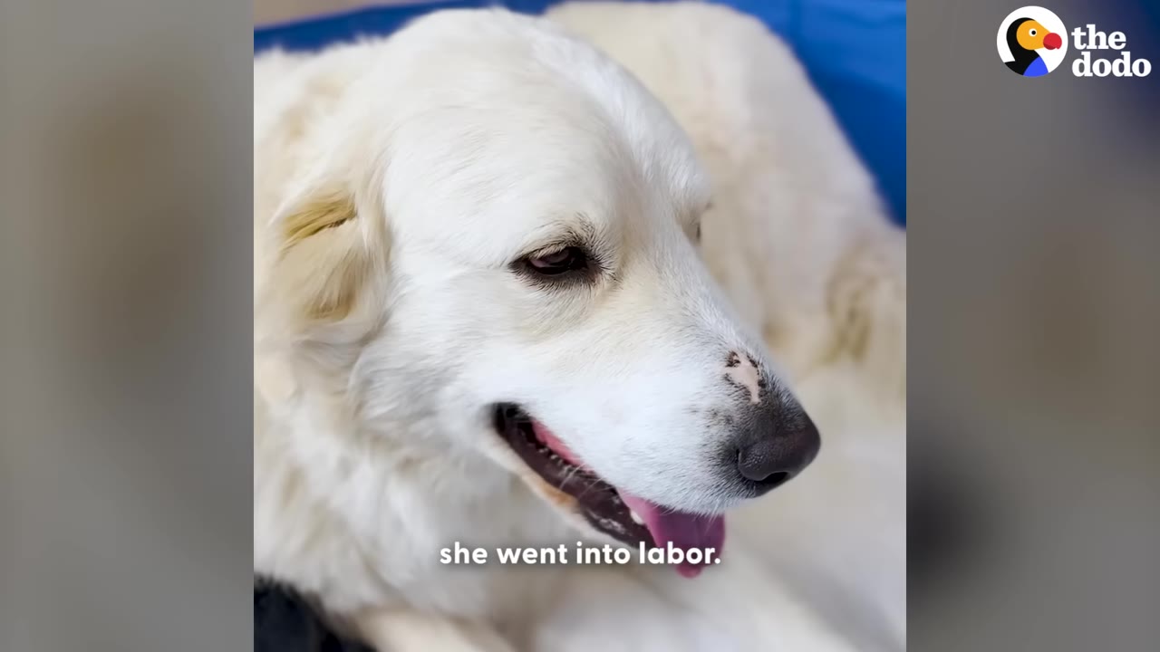 A close-up of a fluffy white dog lying down with its mouth slightly open, with the subtitle 'she went into labor.' visible at the bottom.