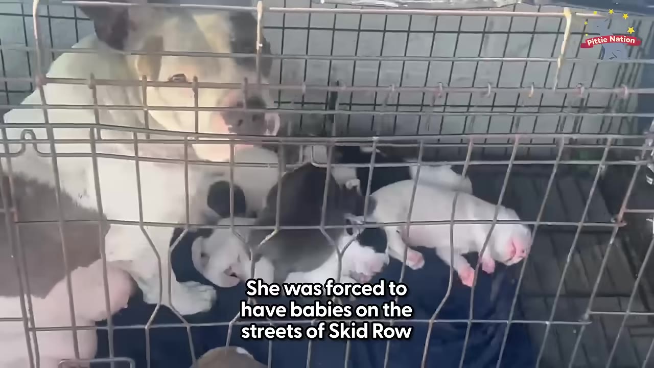 A black and white pit bull dog sits inside a wire cage alongside her newborn puppies.