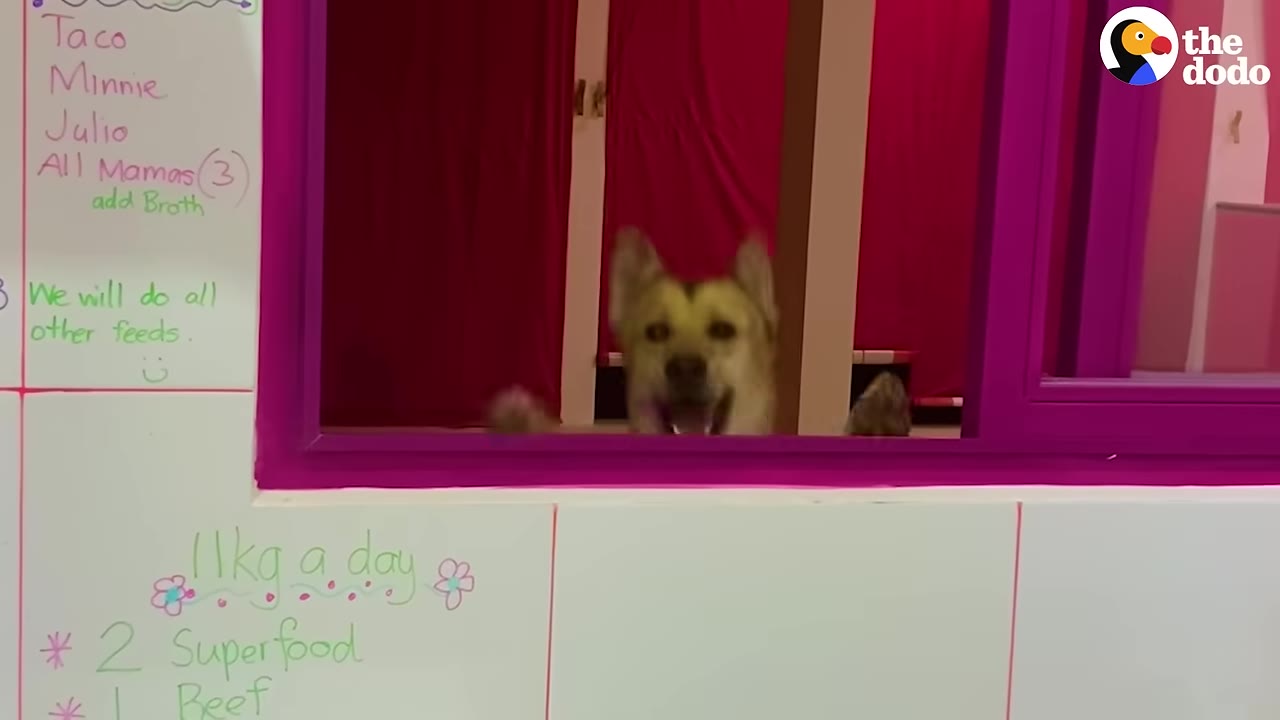 A happy, light-colored dog peeks over a purple window frame with its paws up, looking excited.