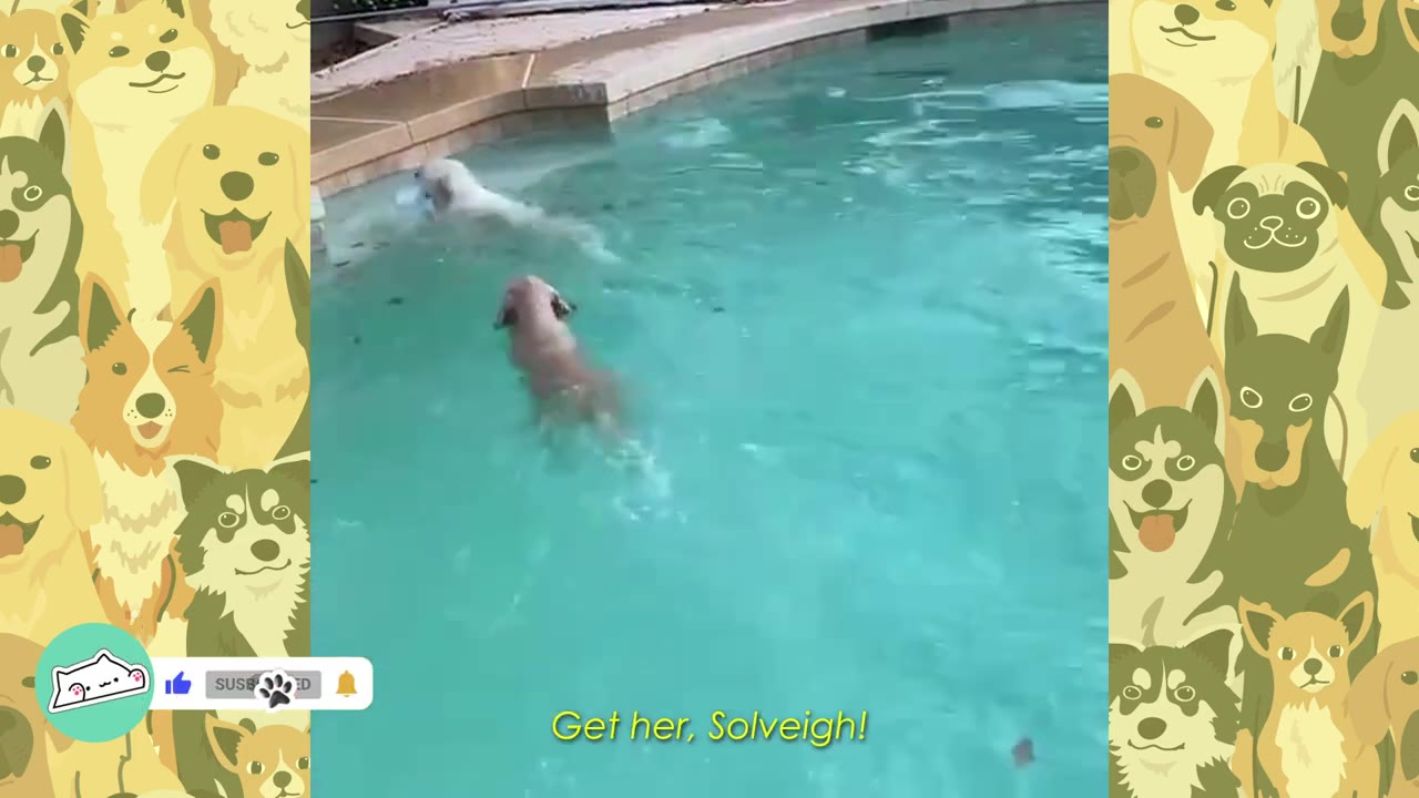 Two dogs swimming together in a turquoise swimming pool.