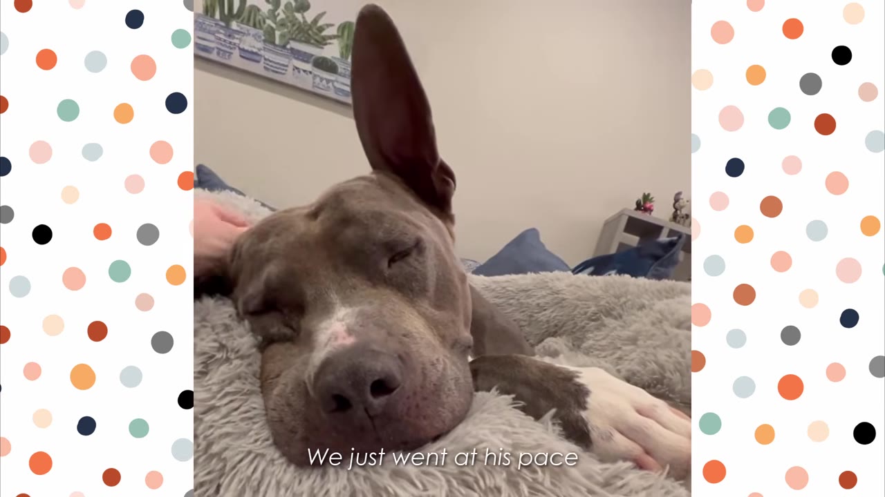 A close-up of a grey pit bull-type dog with one large ear standing straight up, resting peacefully on a fluffy grey dog bed while being gently petted by a hand.
