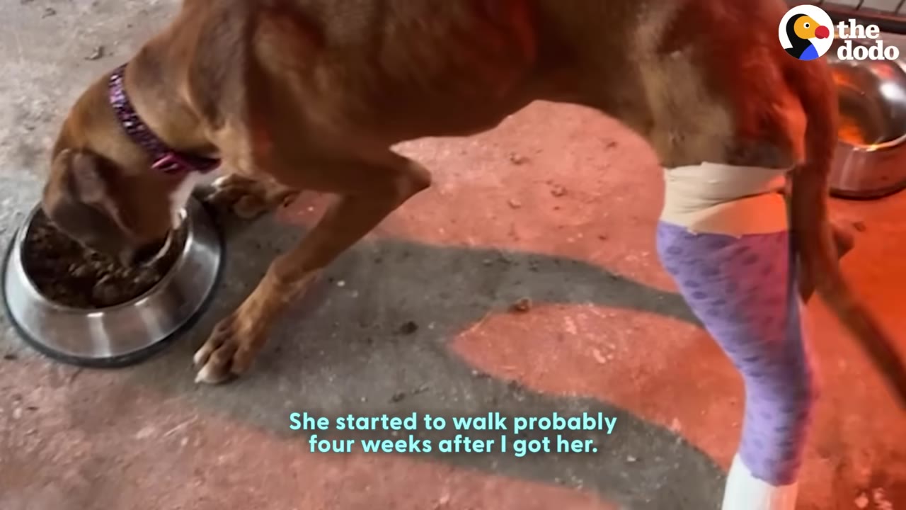 A brown dog with a purple cast on its hind leg stands eating from a metal bowl, with a subtitle that reads, 'She started to walk probably four weeks after I got her.'