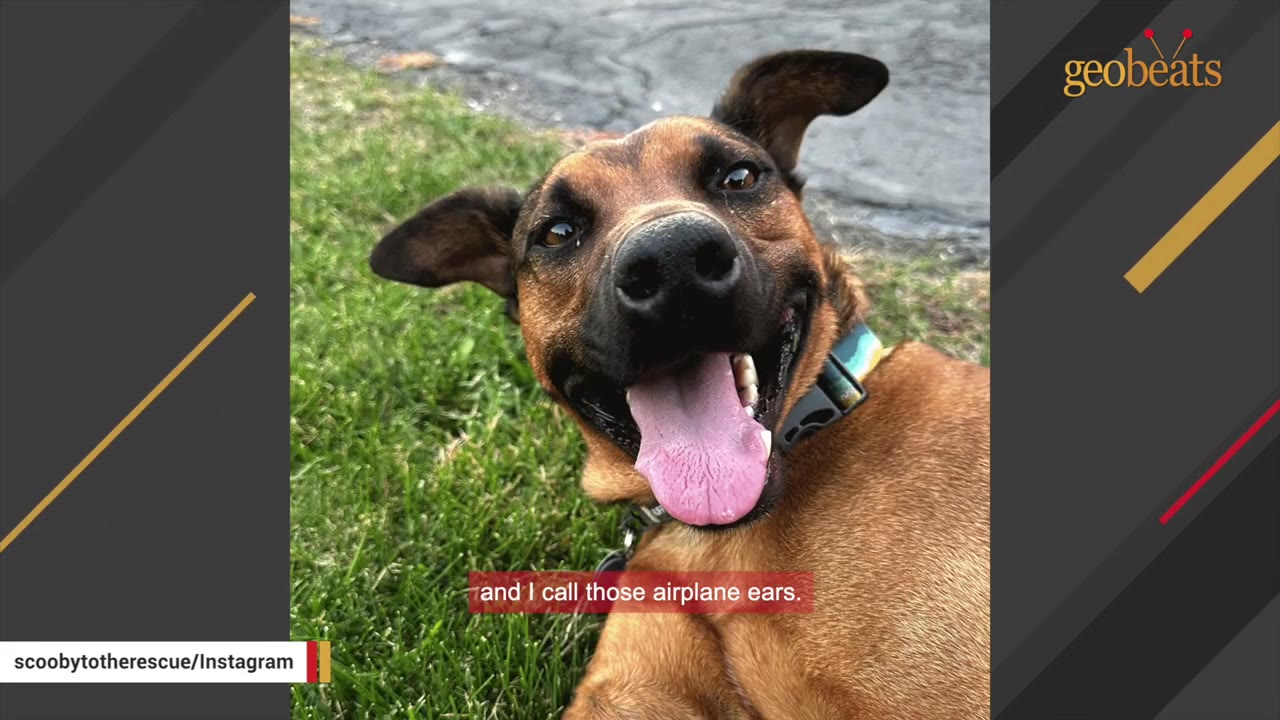 A brown dog with wide, sideways-pointing ears looks up happily with its mouth open and tongue out while lying on green grass.