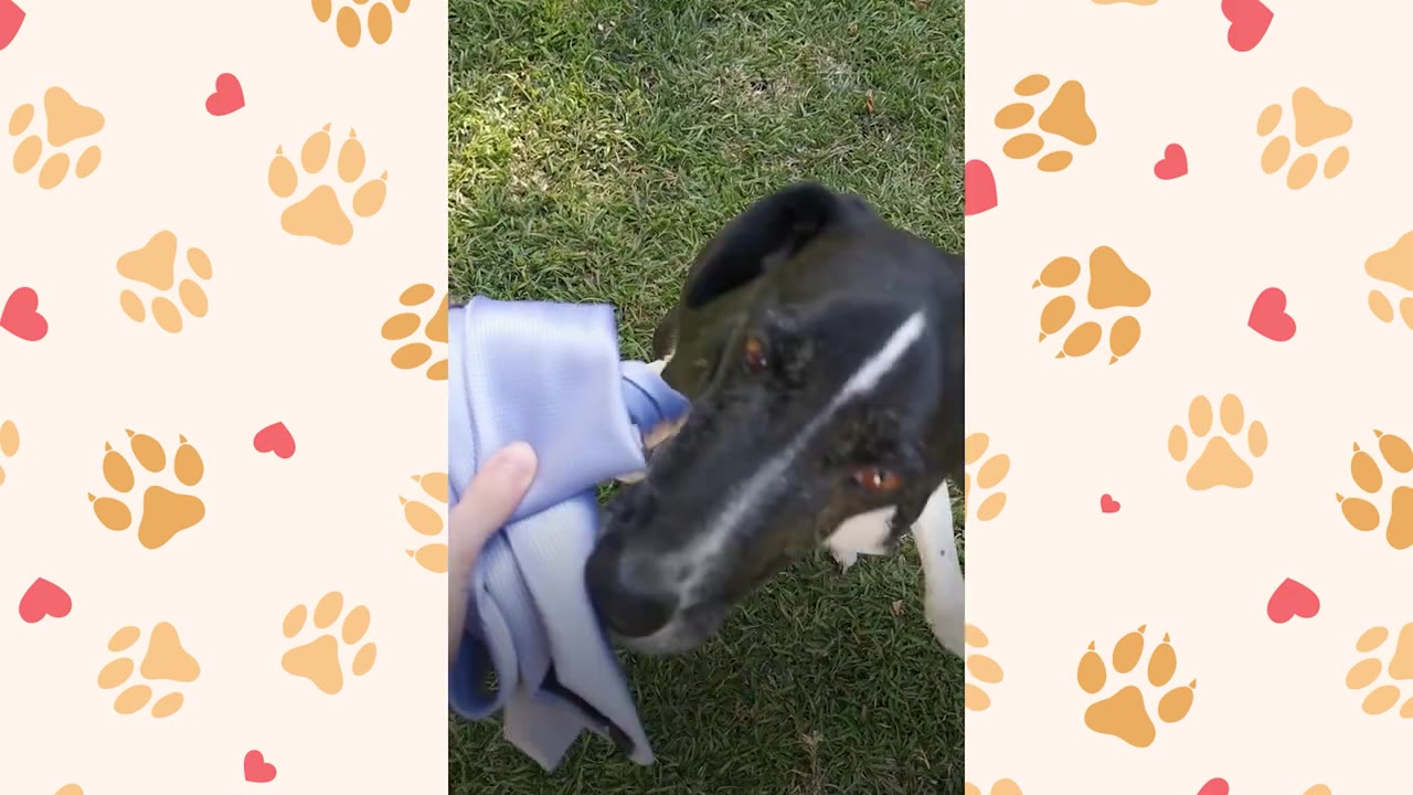 A black and white dog sniffing a light blue necktie being held out by a person's hand on a grassy lawn.