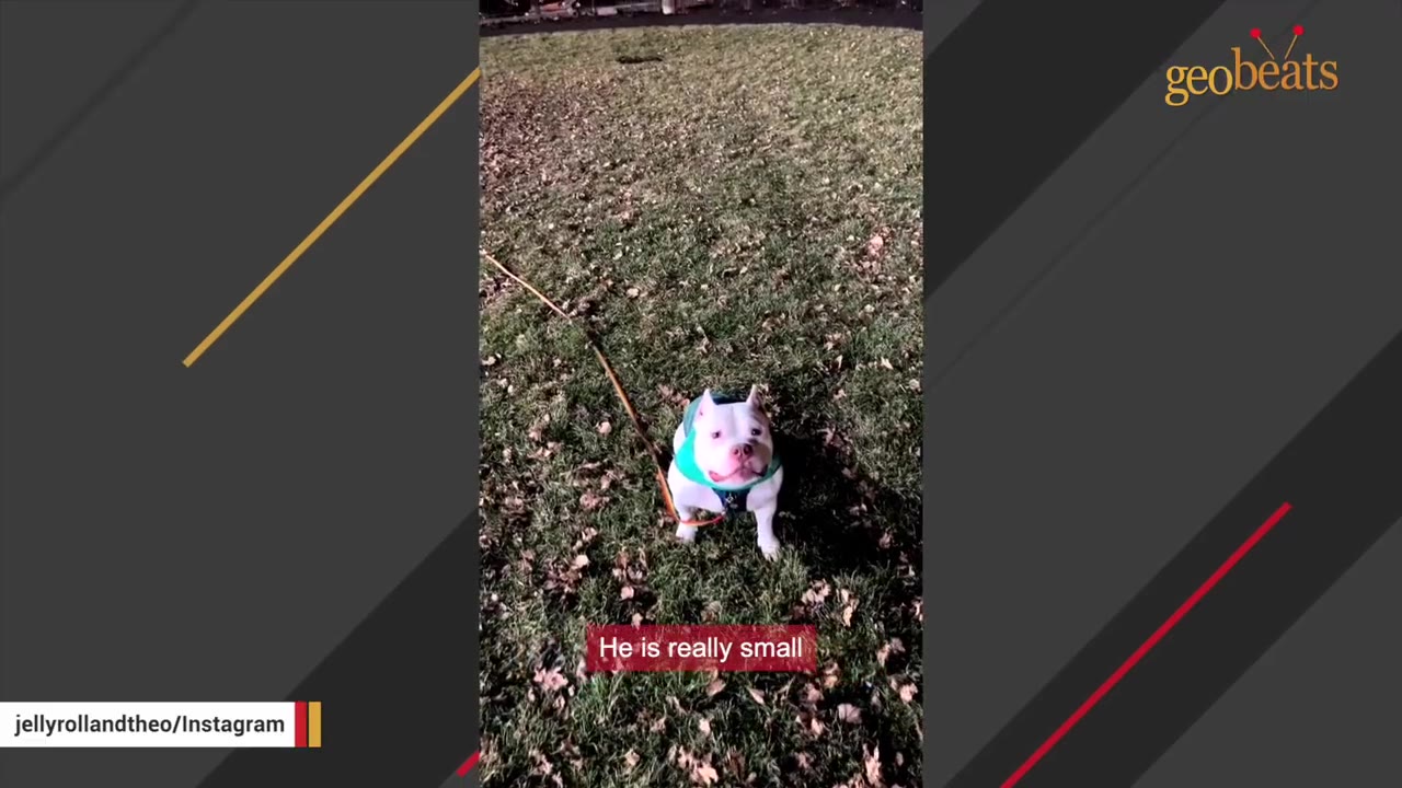 A small white dog wearing a green harness sits on a grassy lawn while on a leash.