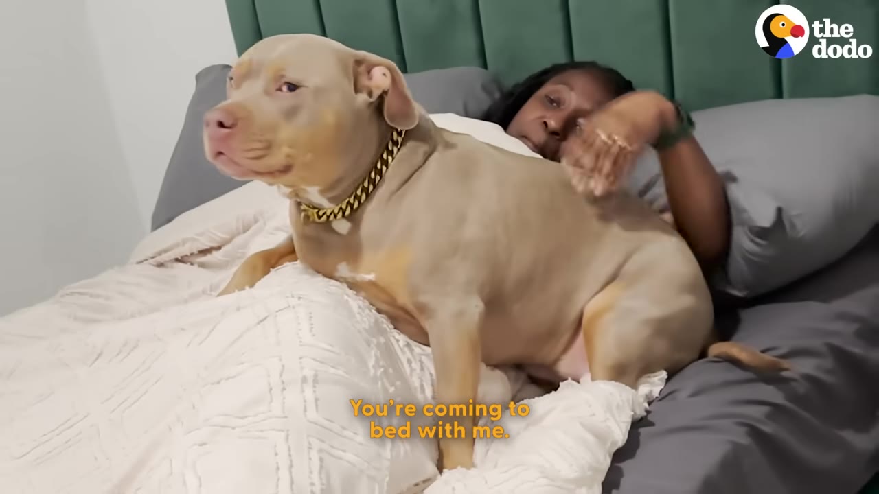 A tan pit bull wearing a gold chain collar sits stubbornly on a bed while a woman lies under the covers behind it, petting its back.
