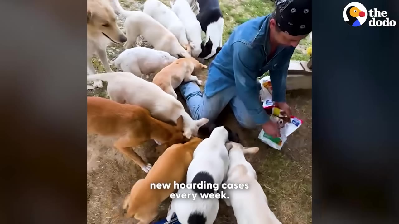 A man wearing a blue denim shirt and a black bandana kneeling on the ground, surrounded by a large pack of dogs of various breeds and colors as he feeds them from a bag.