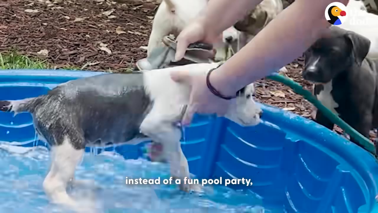 A person's hands washing a wet black and white puppy inside a blue plastic kiddie pool outdoors.