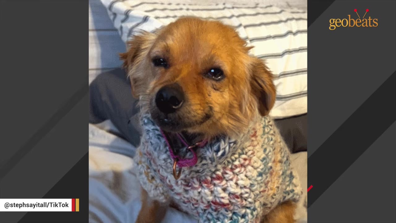 A close-up shot of a small, light brown dog wearing a knitted sweater, looking directly at the camera with a gentle, slight smile.