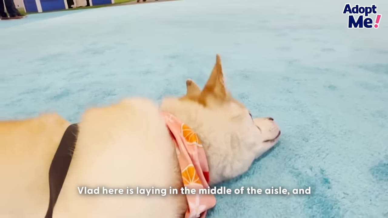 A light-colored dog wearing a pink patterned bandana lies down on a light blue carpeted floor.