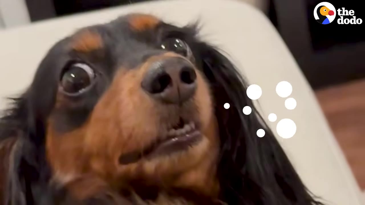A close-up of a long-haired dachshund looking up with wide eyes and a slightly open mouth, with white graphic bubbles next to her face indicating vocalization.