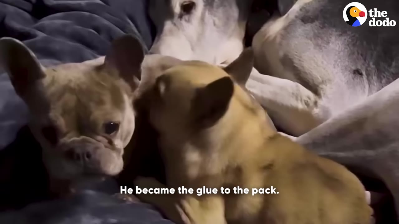 Two small French bulldogs cuddle together in the foreground while a larger grey and white dog rests behind them.