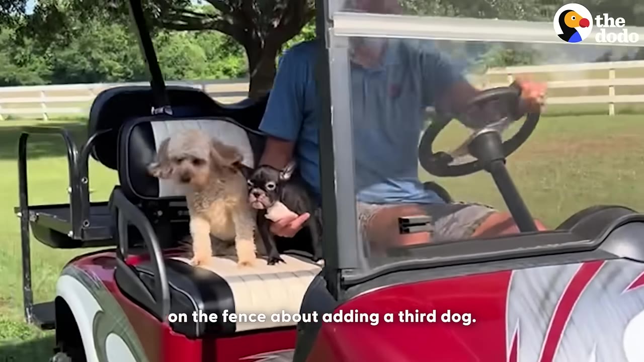 A man in a blue shirt drives a red golf cart with two small dogs sitting on the passenger seat next to him.