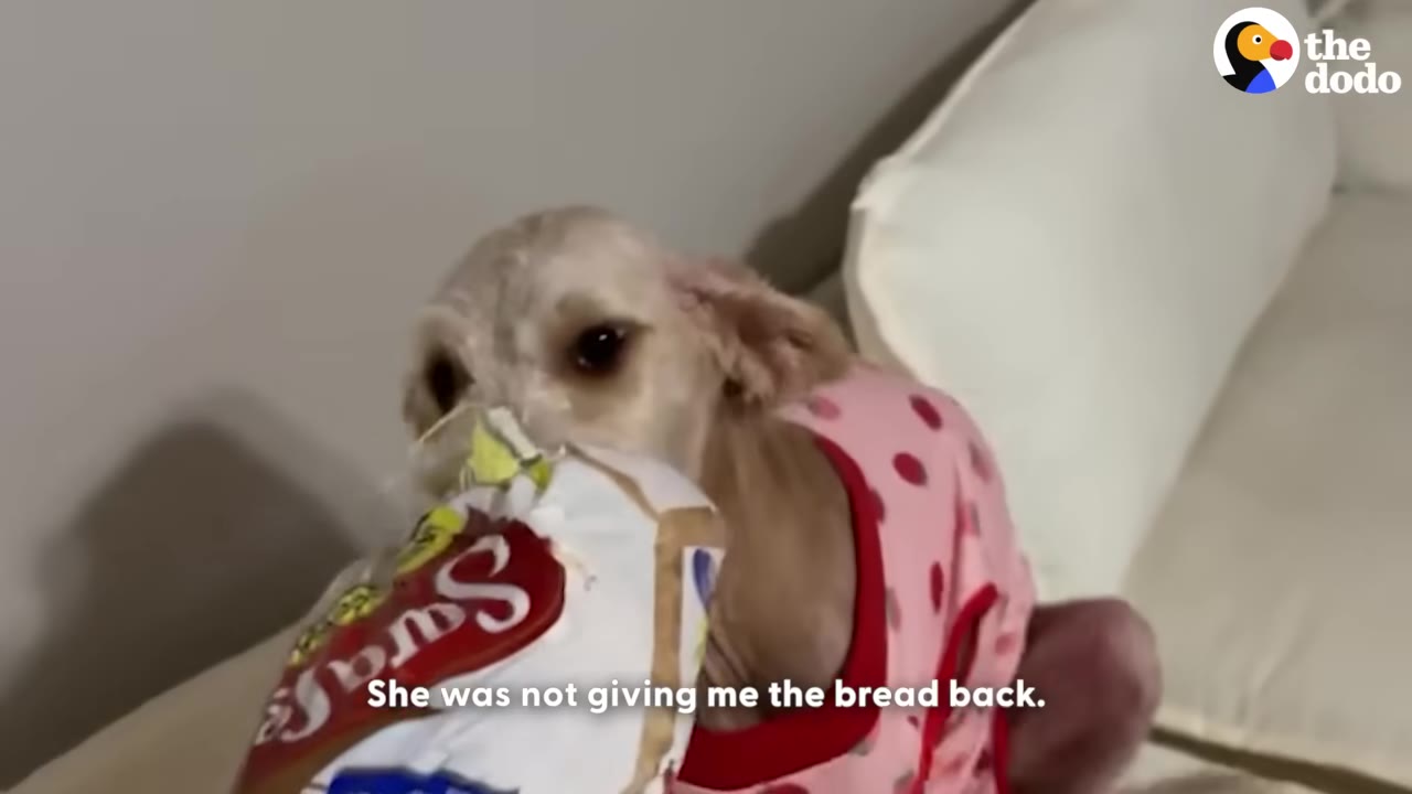 A small dog wearing a pink polka-dot shirt holds a loaf of bread in its mouth while looking up with a mischievous expression.