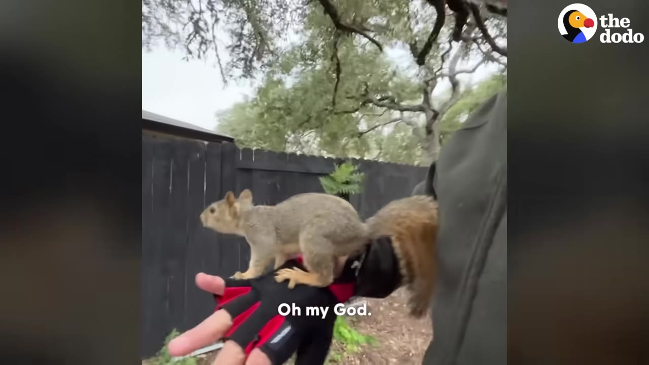A squirrel stands on a person's gloved hand in a backyard with a dark wooden fence and trees in the background.