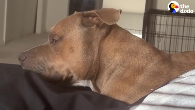 Texas Dog On Euthanasia List Gets A Pup Cup And Realizes His Life Is Finally Beginning