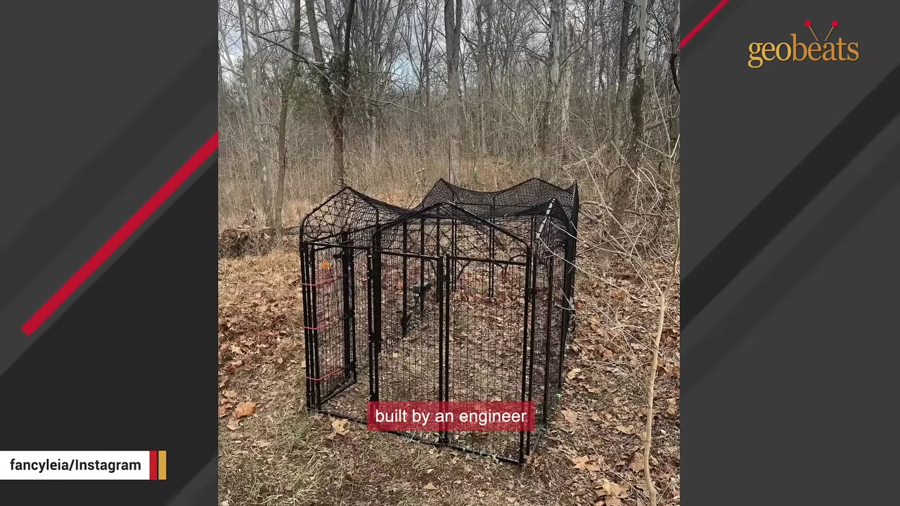 A large black metal cage trap with netting on top, set up in a wooded area with bare trees and dry leaves on the ground.