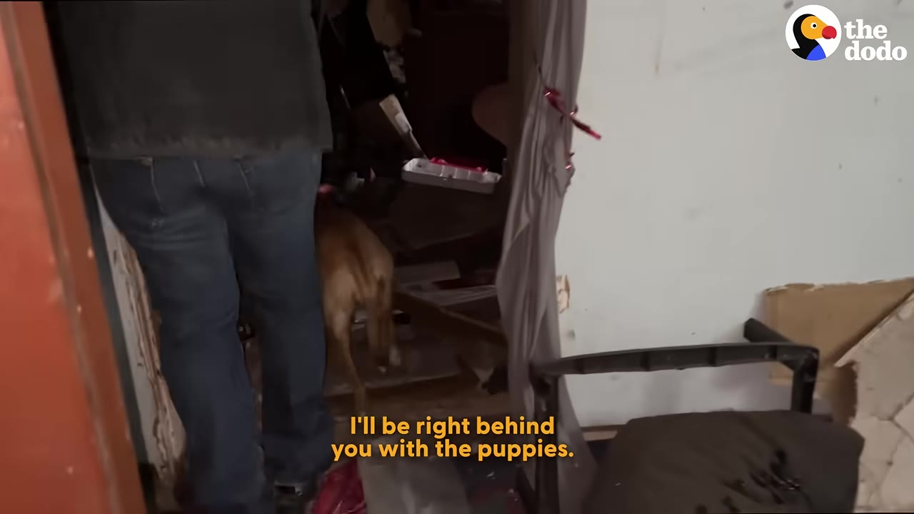 A brown dog walks through a doorway, following a person wearing blue jeans and a dark jacket.