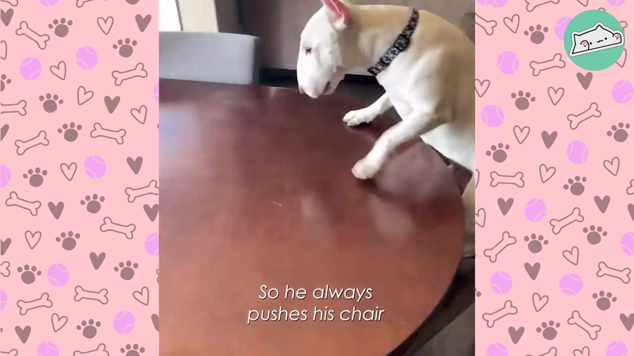 A white Bull Terrier stands on its hind legs with its front paws on a round wooden dining table.