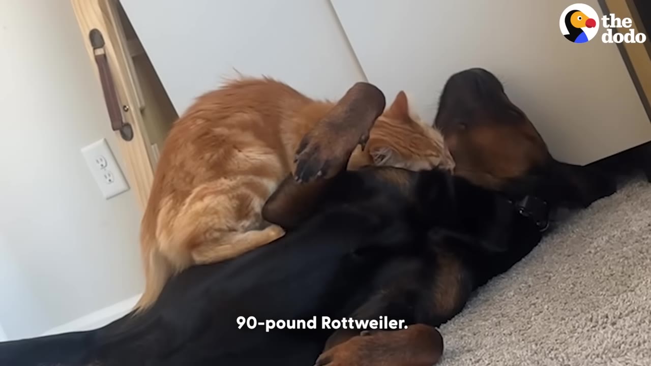 An orange cat sits playfully on top of a large black and tan dog lying on its back on a carpeted floor.
