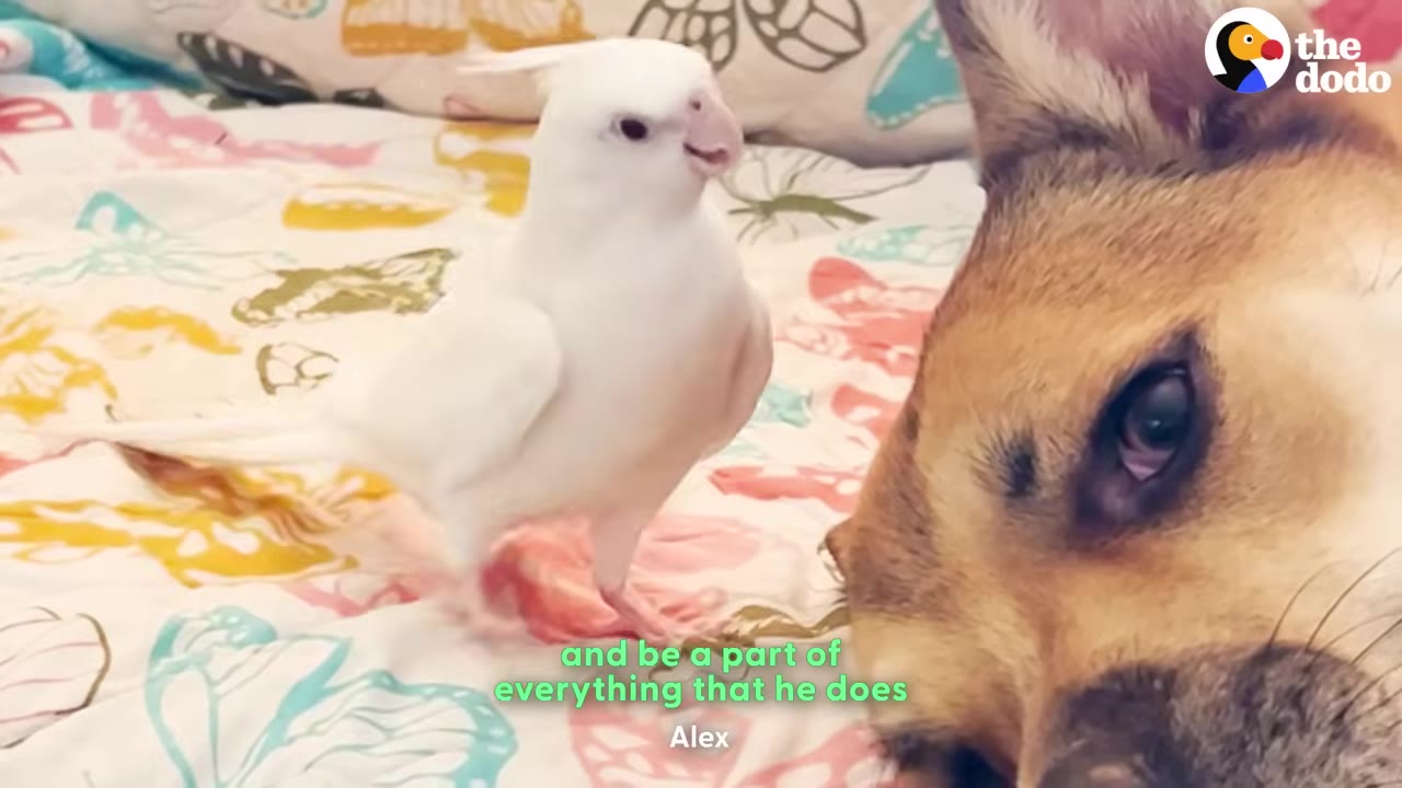 A close-up shot of a white cockatiel standing on a colorful butterfly-patterned bedspread next to a tan and black dog who is lying down.