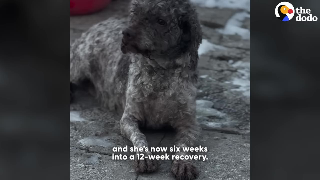 A curly-haired grey dog lies down on a stone surface outdoors, looking to the side during her recovery period.