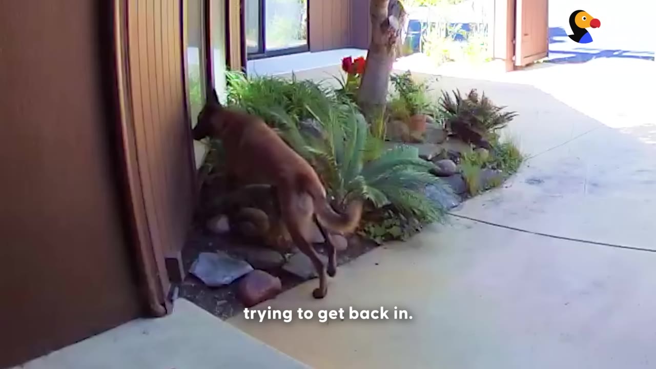 A brown dog stands on its hind legs, peering through a glass door next to a garden bed outside a house.