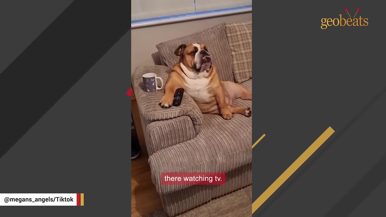 An English bulldog sitting upright on a brown corduroy sofa like a human, with one paw resting on a TV remote control next to a mug.