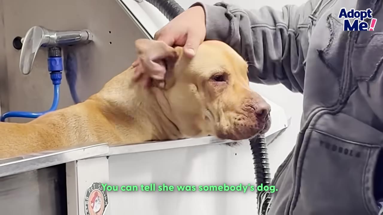A light brown dog stands in a metal grooming tub while a person gently pets her head and ears.