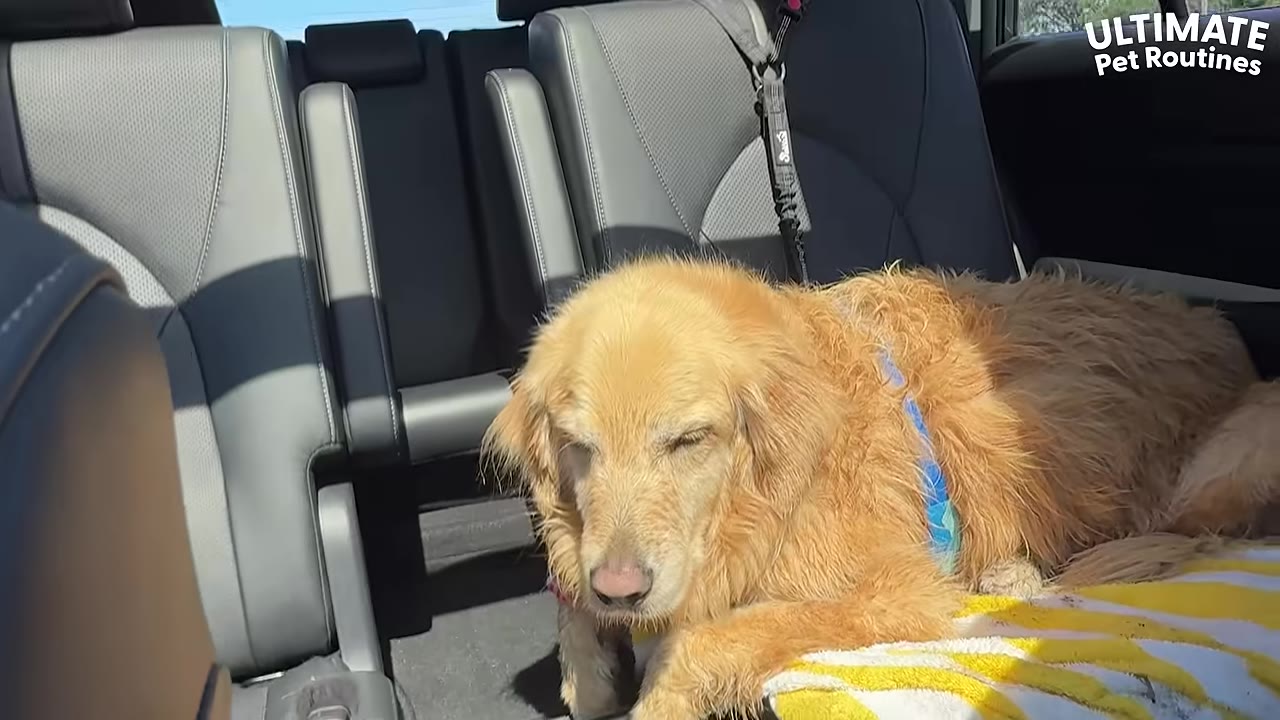 A wet golden retriever dog rests on a yellow and white towel in the back seat of a car.