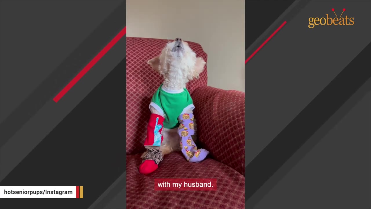 A small white dog wearing a green shirt and colorful socks sits on a red armchair, tilting his head back to howl.
