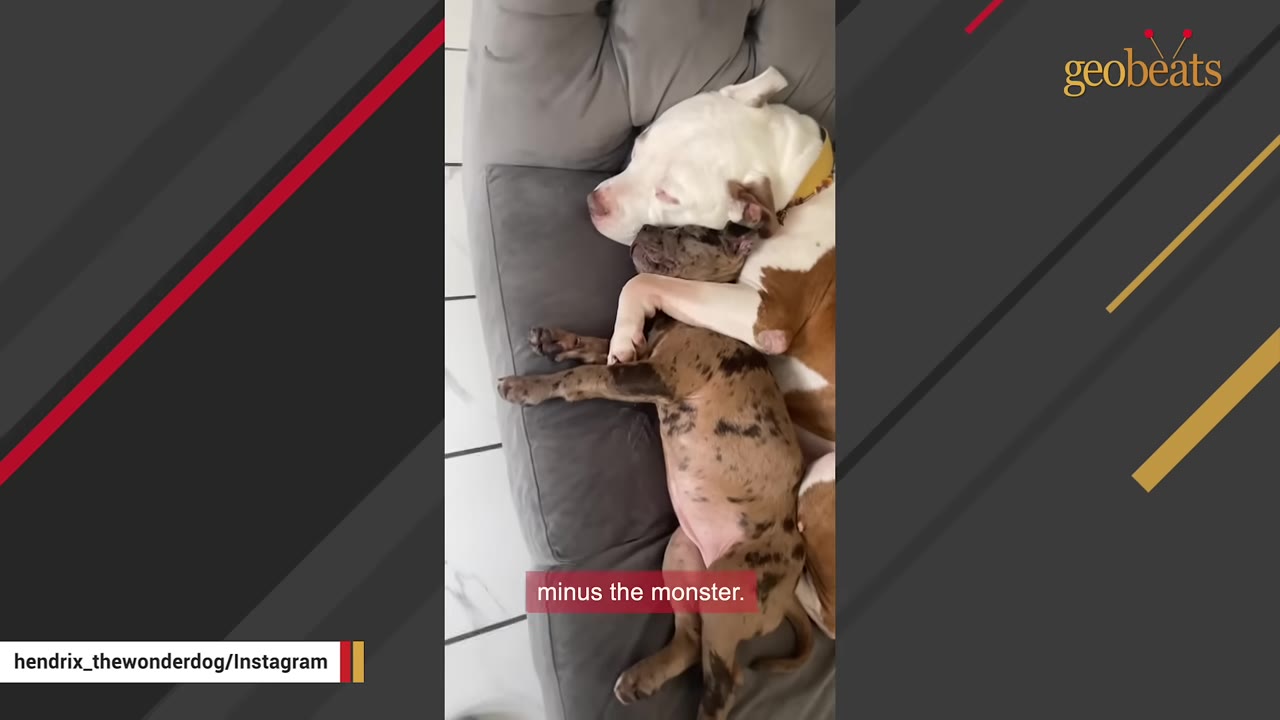 A white and brown dog lies on a gray couch, cuddling and wrapping its front leg around a smaller brindle puppy sleeping beside it.